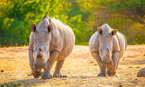 8-days-7-nights-amboseli-nairobi-samburu-aberdare-lake-nakuru-masai-mara-safari-package